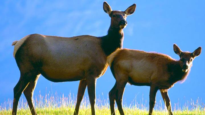 Cow Elk with Calf