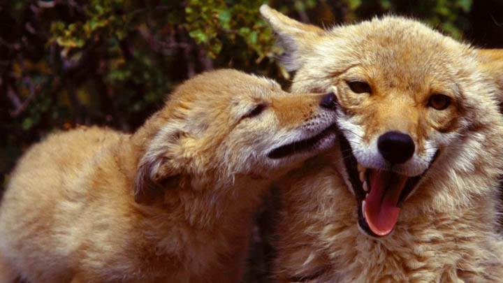 Coyote Mother and Pup