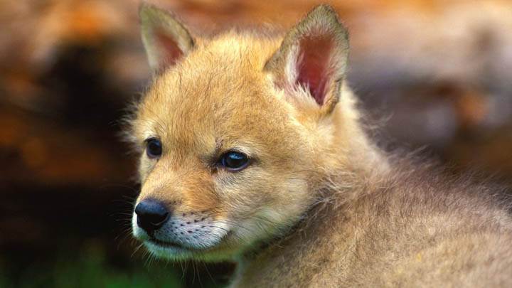 Coyote Puppy