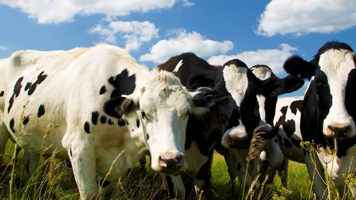 Curious Holsteins, Iowa