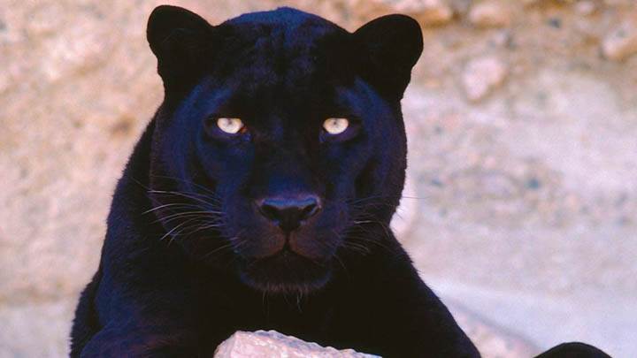 Do Not Stare at Me, Black Leopard