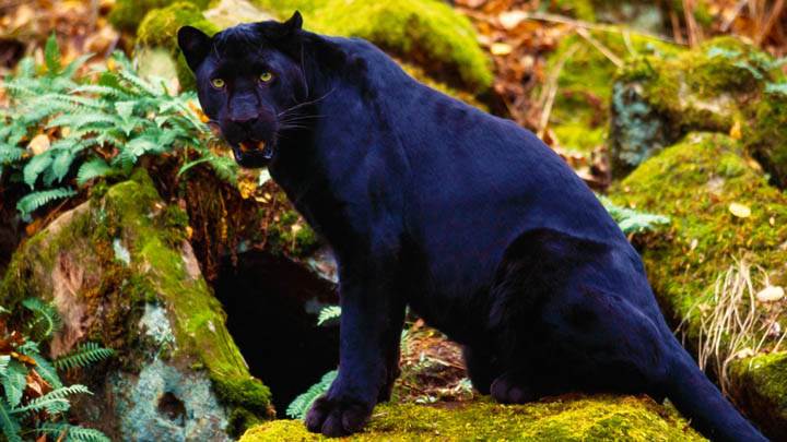 Dark Stare, Black Leopard