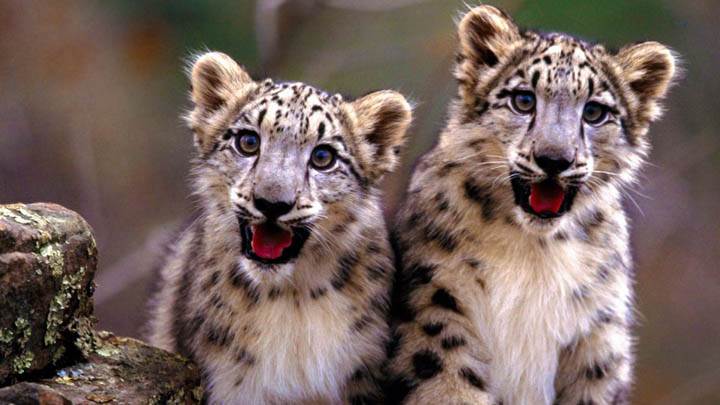 Double Trouble, Snow Leopard Cubs
