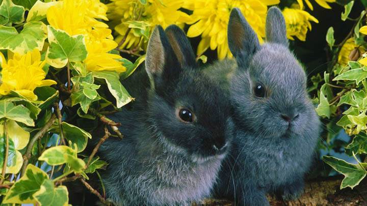 Dwarf Rabbits