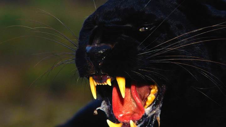 Enraged, Black Leopard