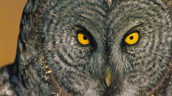 Eyes Have It, Great Grey Owl