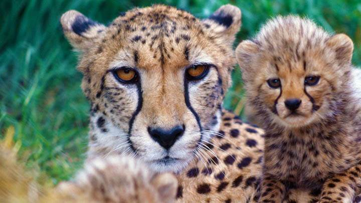 Family Close-Up, Cheetahs