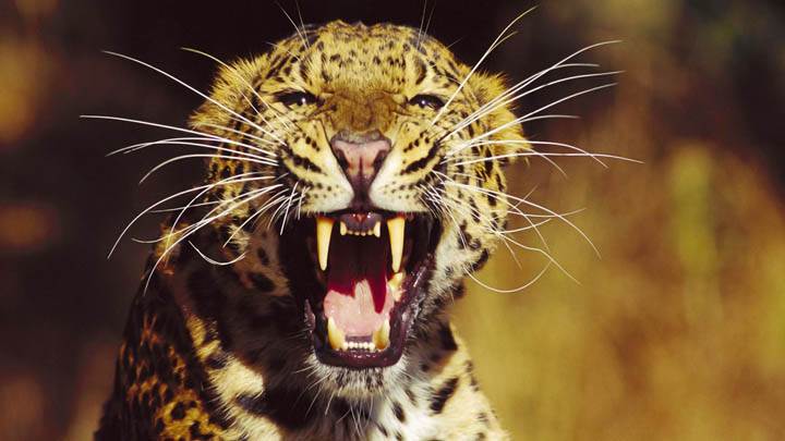 Fangs Amur Leopard
