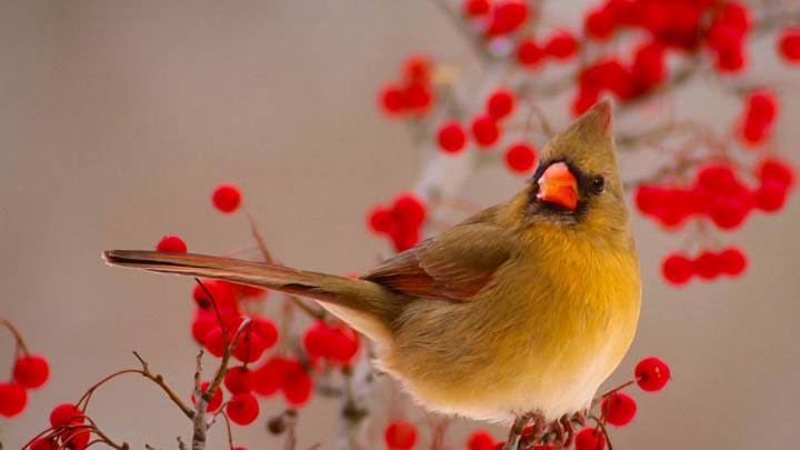 Female Northern Cardinal Among Hawthorn Berries
