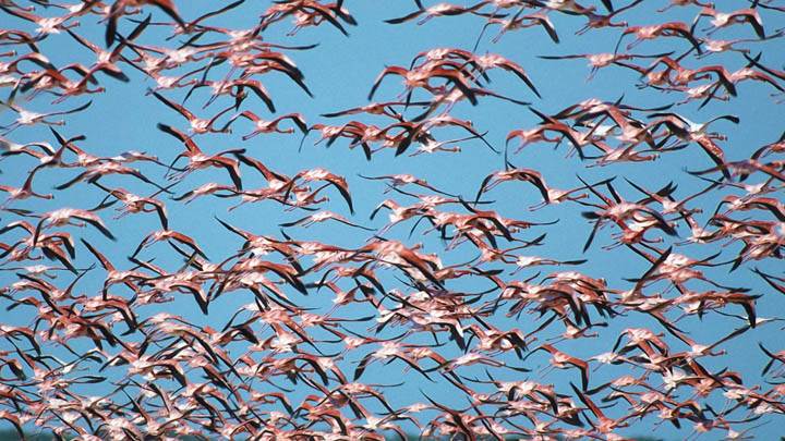 Flock of Greater Flamingos, Ria Celestun Biosphere Reserve
