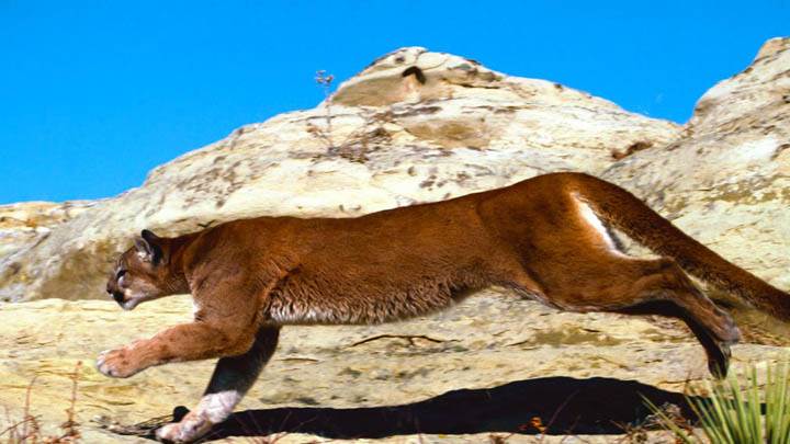 Full Charge, Cougar