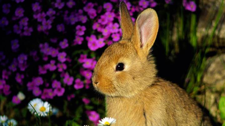 Funny Bunny