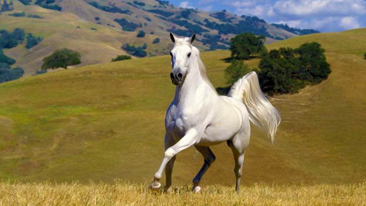 Galloping White Stallion