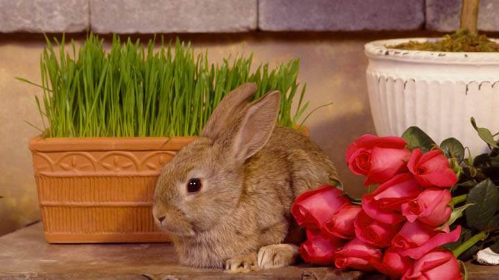 Garden Hare