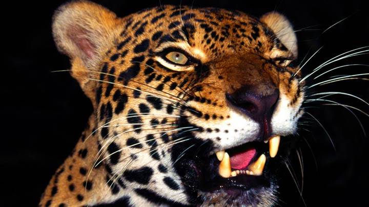 Glare Jaguar
