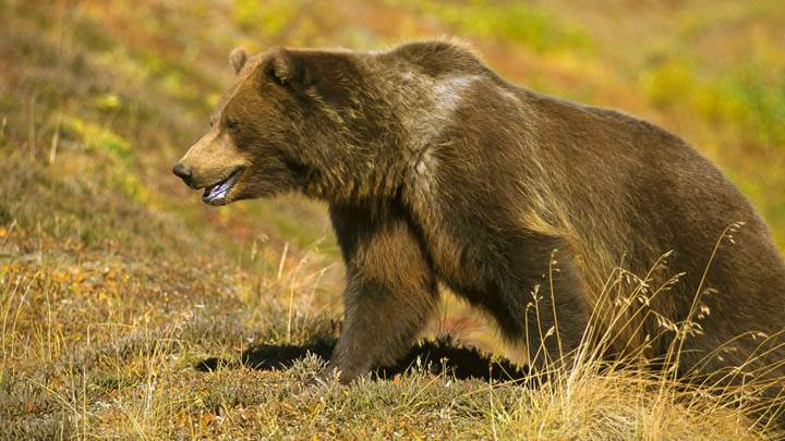 Grizzly Bear on Tundra