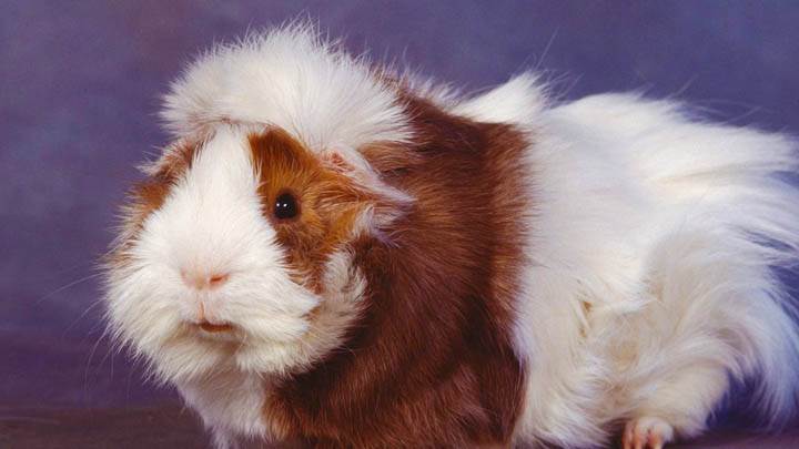 Guinea Pig