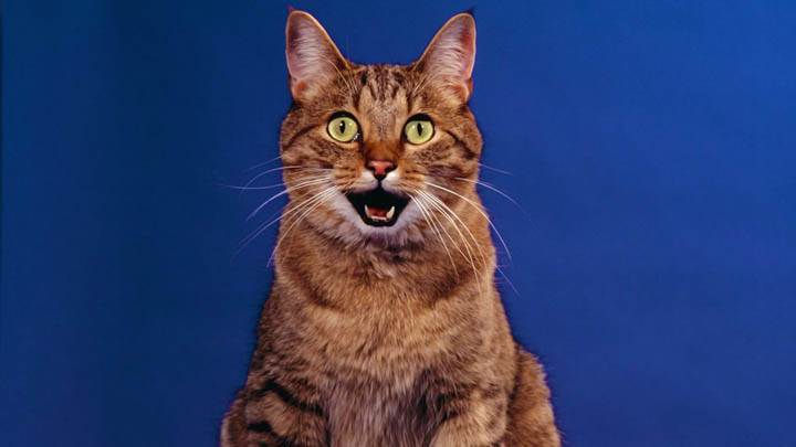 Happy Cat