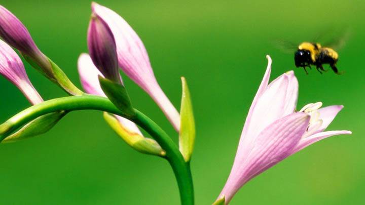 Hosta And Bumblebee