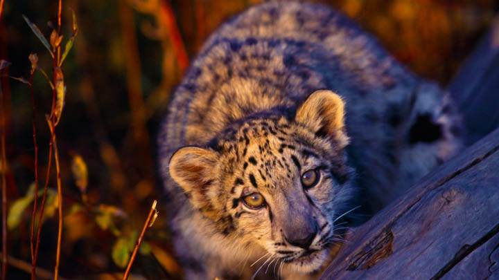 I Spotted You, Leopard Cub