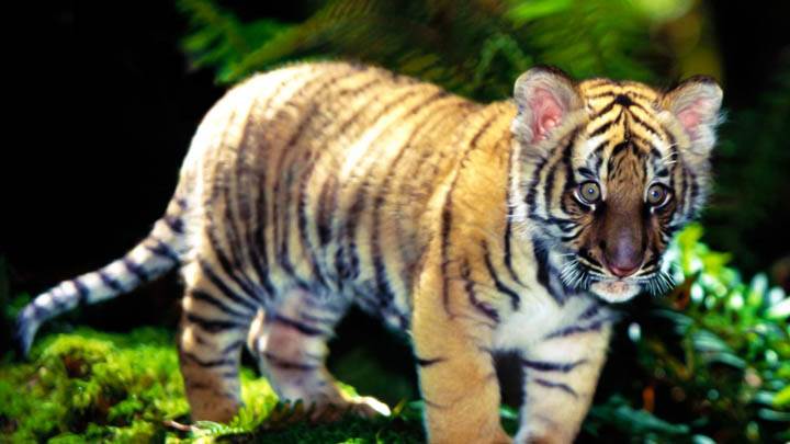 Indochinese Tiger Cub