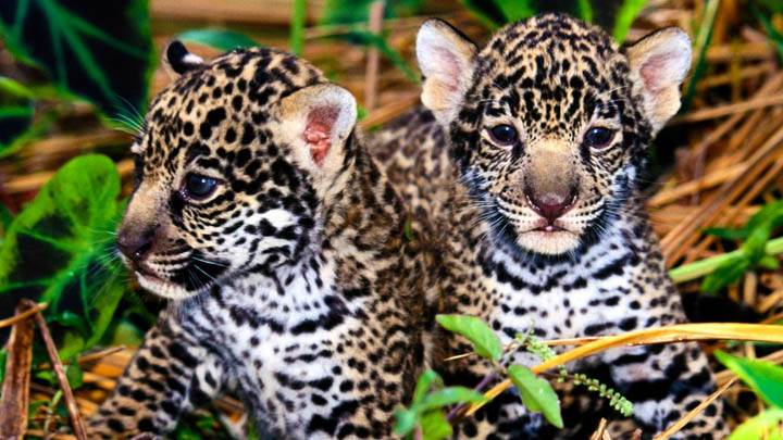 Innocence, Jaguar Cubs