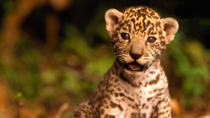 Jaguar Kitten