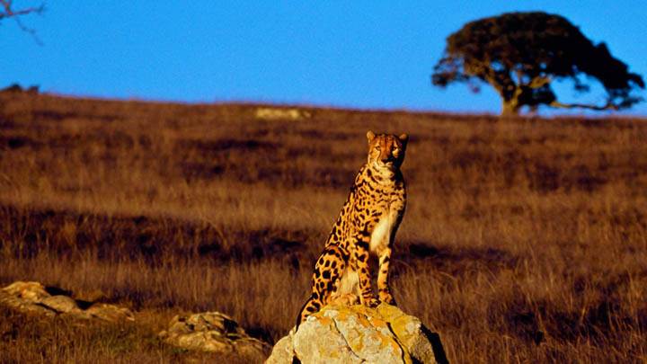 King Cheetah