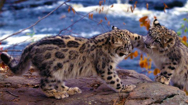 King of the Hill, Snow Leopards