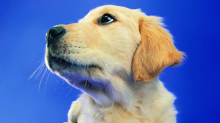 Labrador White Color Side Face