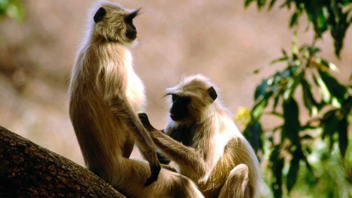 Langur Monkeys India
