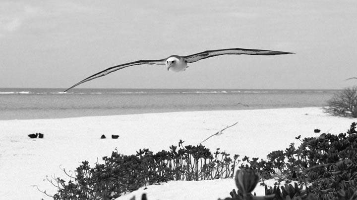 Laysan Albatross, Midway Island