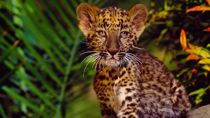 Leopard Cub