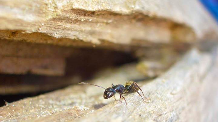 Macro Ant