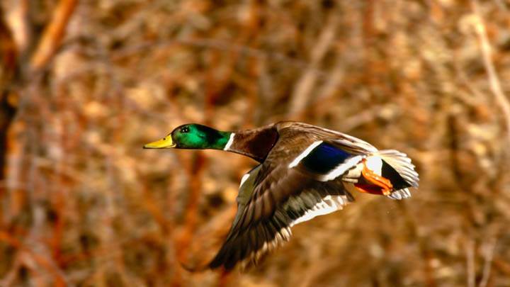 Mallard Duck Drake in Flight