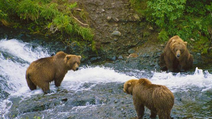 Meeting of Minds, Brown Bears, Alaska