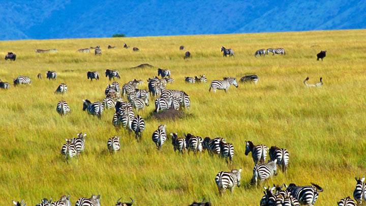 Migration of Burchell’s Zebras and Wildebeest