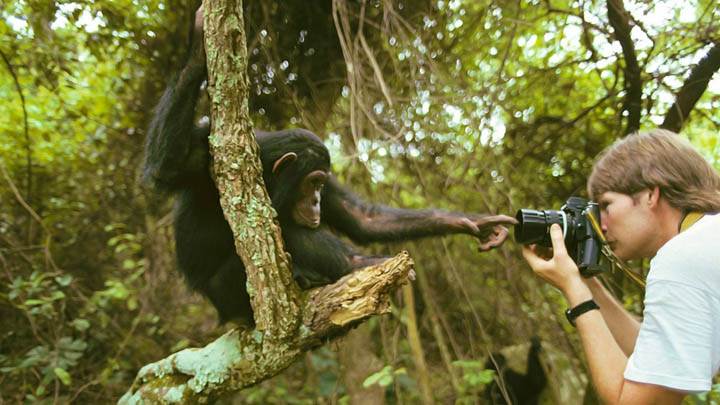 Monkeying Around