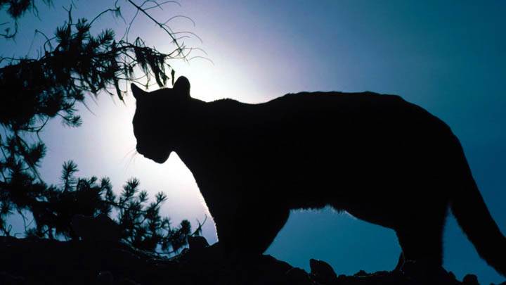 Moonlighting, Cougar