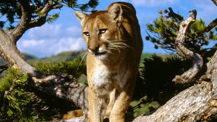 Mountain Lion