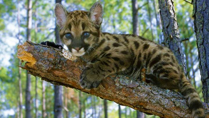 Mountain Lion Cub, Florida