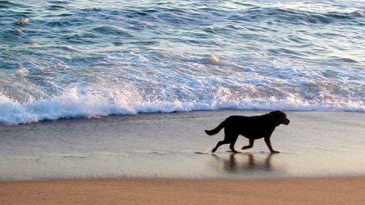 Nantucket Dog