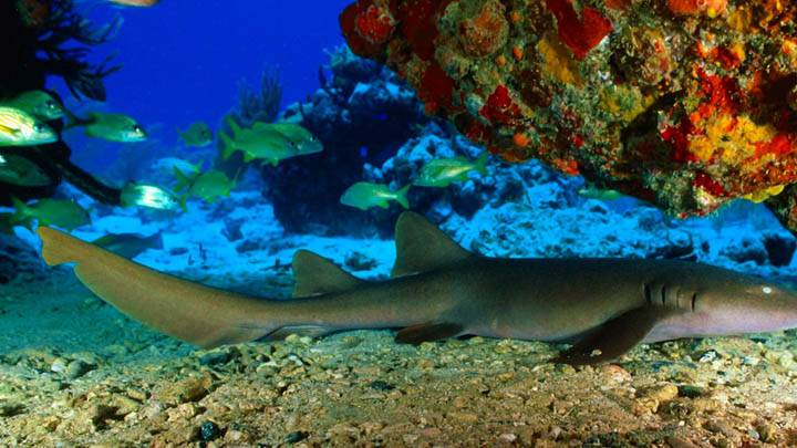 Nurse Shark, Virgin Islands