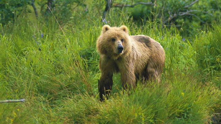 On the Watch, Brown Bear