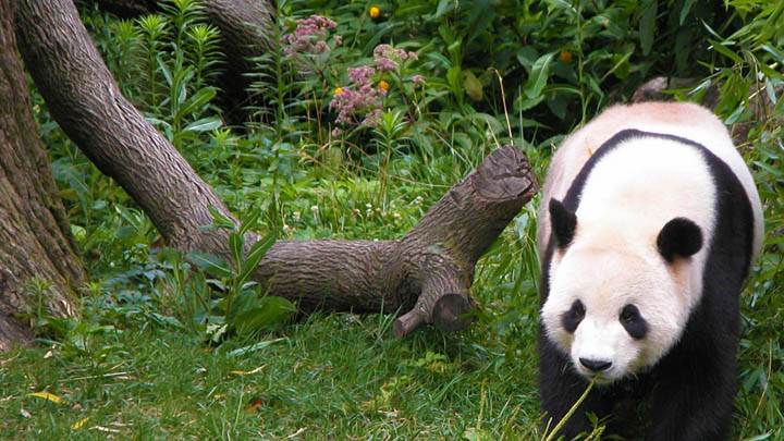 Panda Bear