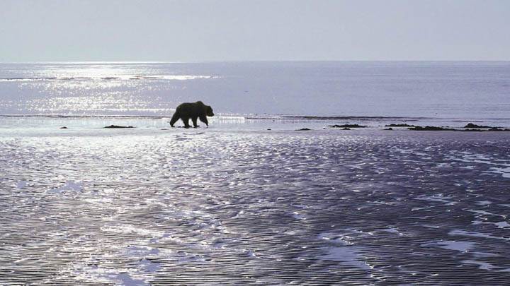 Patrolling the Mud Flats, Brown Bear