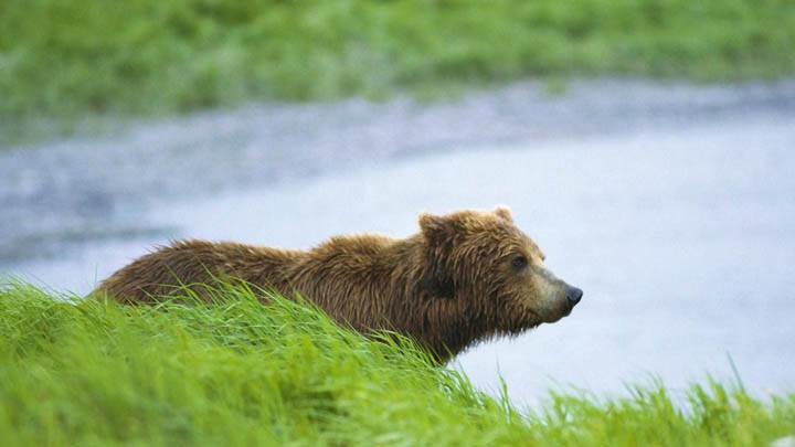 Peaceful Moment, Brown Bear
