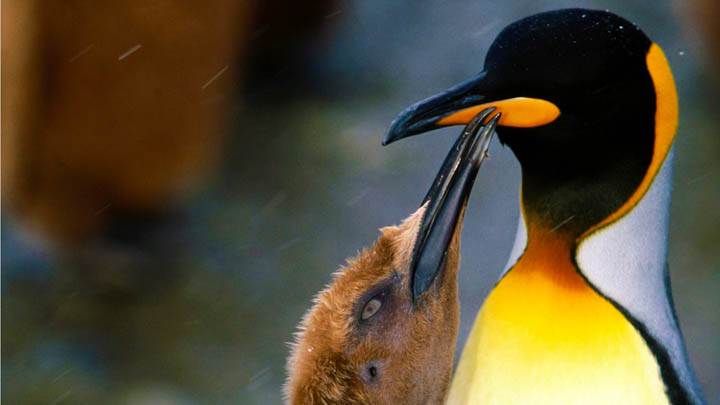 Peck on the Cheek, King Penguin
