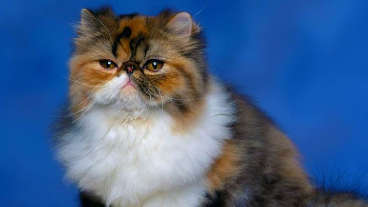 Persian Calico Kitten