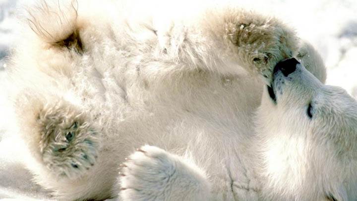 Playful Baby Polar Bear
